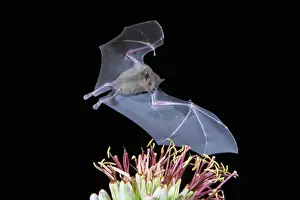 Images Dated 22nd September 2008: Tucson, Arizona, USA, Leafnosed fruit bat over agave blossom