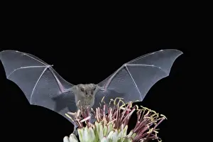 Agave Prints: Tucson, Arizona, USA, Leafnosed fruit bat flying up to agave blossom