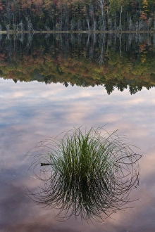 Michigan Prints: Tuft of grass and morning sky reflection, Irwin Lake, Hiawatha National Forest, Upper