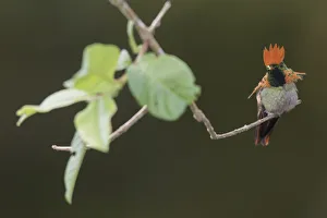 South American Prints: Tufted coquette
