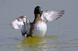 David Slater Prints: Tufted Duck (Aythya fuligula) flapping wings, England, UK