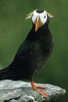 Striking Prints: Tufted Puffin (Fratercula cirrhata) Adult in summer, Talan Island, Sea of Okhotsk, RUSSIA