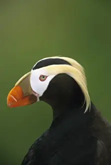 Striking Prints: Tufted Puffin; (Fratercula cirrhata); Summer Adult, Talan Island, Sea of Okhotsk, RUSSIA