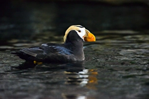Puffin Prints: A Tufted Puffin swimming in dark waters