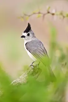 Thorn Prints: Tufted Titmouse (Baeolophus bicolor) adult perched in thorn brush, south Texas, USA