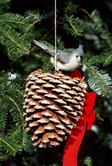 Tufted Titmouse (Baeolophus bicolor) on pine cone in winter, Marion Co, Illinois