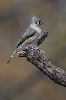Tufted titmouse, Kentucky