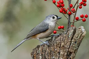 Tufted titmouse and red berries, Kentucky