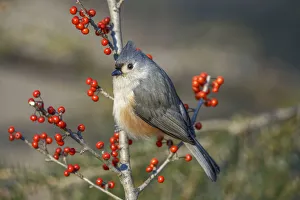 Berry Prints: Tufted titmouse among red berries in winter