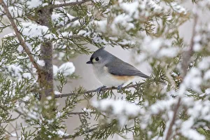 Red Cedar Prints: Tufted titmouse in red cedar tree in winter snow, Marion County, Illinois