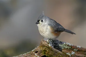 Tufted titmouse in winter