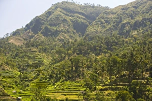 Se Asia Prints: Tukadabu Rice Terraces near Tulamben, North Bali, Indonesia, S. E. Asia (RF)