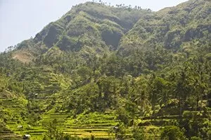 Images Dated 2nd September 2007: Tukadabu Rice Terraces near Tulamben, North Bali, Indonesia, S. E. Asia (RF)