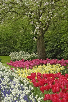 Grape Hyacinth Prints: Tulip and daffodil garden, Keukenhof Gardens, Lisse, Netherlands, Holland