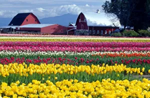 Tulip display field
