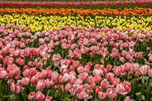 Michel Hersen Prints: Tulip festival