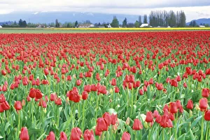 Skagit Prints: Tulip Festival, Skagit Co. WA