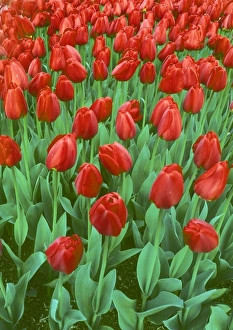 Images Dated 15th November 2007: Tulip field blooms in the spring