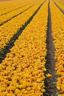 Images Dated 12th April 2007: Tulip field, The Netherlands
