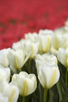 Images Dated 12th April 2007: Tulip field, The Netherlands