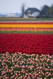 Images Dated 12th April 2007: Tulip field; The Netherlands