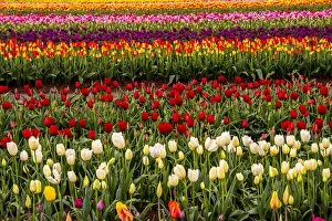 Michel Hersen Prints: Tulip field, Tulip Festival, Woodburn, Oregon, USA. Colorful, Tulip field in bloom