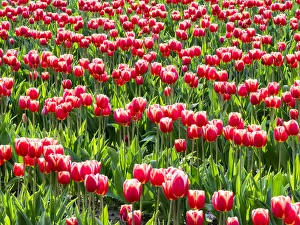 Fragile Prints: Tulip fields in bloom