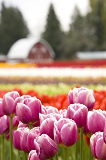 Images Dated 21st April 2007: Tulip fields of Mt. Vernon, Skagit County, WA