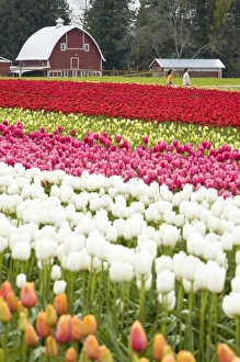 Images Dated 21st April 2007: Tulip fields of Mt. Vernon, Skagit County, WA
