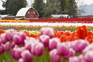 Images Dated 21st April 2007: Tulip fields of Mt. Vernon, Skagit County, WA