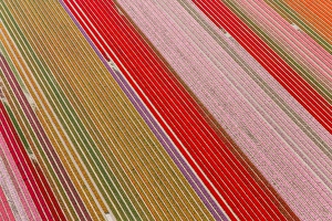 Profusion Prints: Tulip fields, North Holland, Netherlands