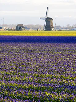 Mill Prints: Tulip fields with traditional Dutch windmill