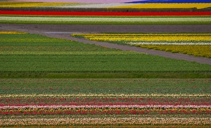 Images Dated 10th April 2011: Tulip flower fields in famous Lisse, Holland