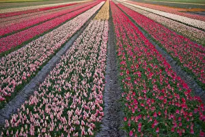 Netherlands, Holland Gallery: Tulip flower fields in famous Lisse, Holland