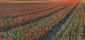 Images Dated 10th April 2011: Tulip flower fields in famous Lisse, Holland
