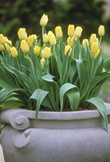 Planter Prints: Tulip Garden