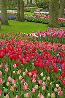 Grape Hyacinth Prints: Tulip garden, Keukenhof Gardens, Lisse, Netherlands, Holland