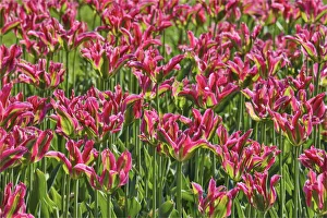Kennett Square Prints: Tulip garden, Longwood Gardens, Pennsylvania