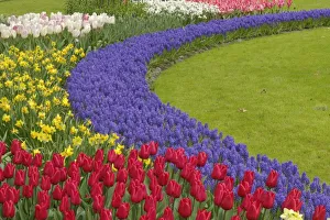 Grape Hyacinth Prints: Tulip and Grape Hyacinth and daffodil garden, Keukenhof Gardens, Lisse, Netherlands