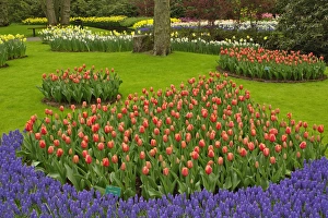 Tulip and Grape Hyacinth garden, Keukenhof Gardens, Lisse, Netherlands, Holland