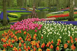 Grow Prints: Tulip and hyacinth garden, Keukenhof Gardens, Lisse, Netherlands, Holland