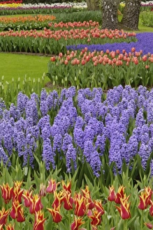 Images Dated 24th April 2008: Tulip and Hyacinth garden, Keukenhof Gardens, Lisse, Netherlands, Holland