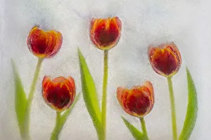 Dennis Kirkland Prints: Tulip in ice