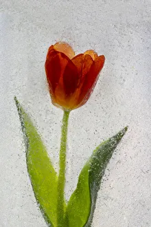 Images Dated 5th December 2021: Tulip in ice