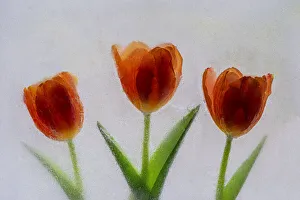 Images Dated 4th December 2021: Tulip in ice