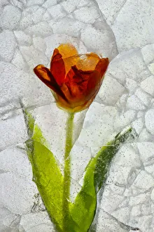 Images Dated 5th December 2021: Tulip in ice