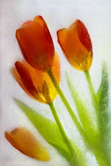 Tulip in ice
