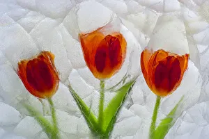 Tulip in ice