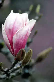 Magnolia Prints: Tulip magnolia blossom; flower; tree; Washington Park Arboretum; pink; spring