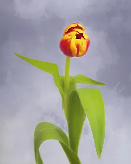 Stem Prints: Tulip as photo-art painting